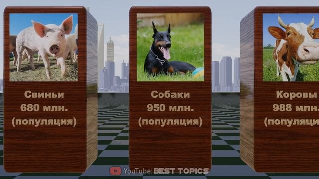 Популяции Животных в Мире | Сравнение смотреть онлайн