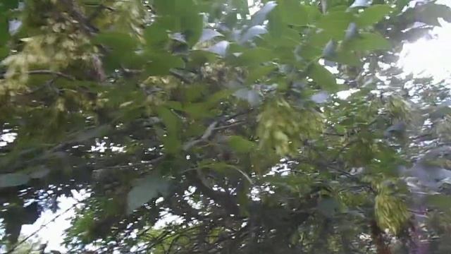 "Вертолётики" на дереве:) смотреть онлайн