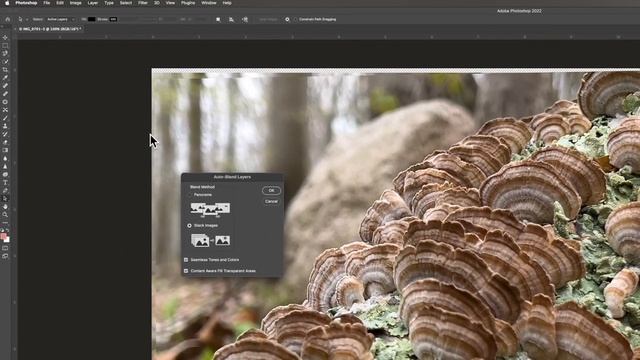 Fungi & Focus Stacking - iPhone 13 Pro Max Landscape Photography смотреть онлайн