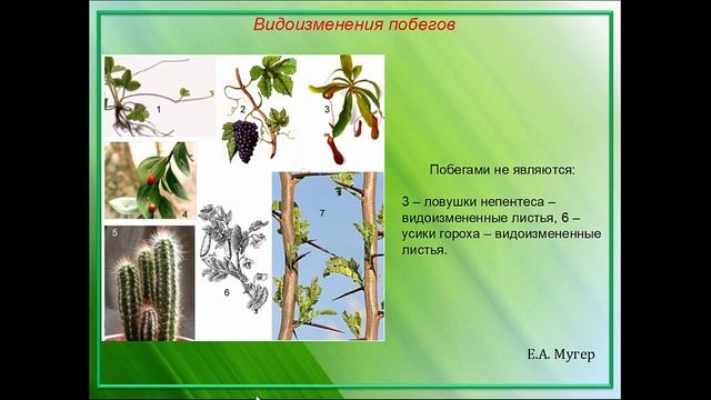 Видоизменения побега смотреть онлайн