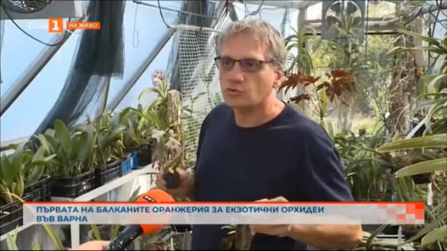 Крум Сотиров с неговите орхидеи по БНТ1 смотреть онлайн