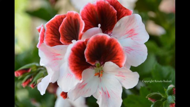 Pelargonium Macrantha - Sideshow By Mr.Rebe - Italy