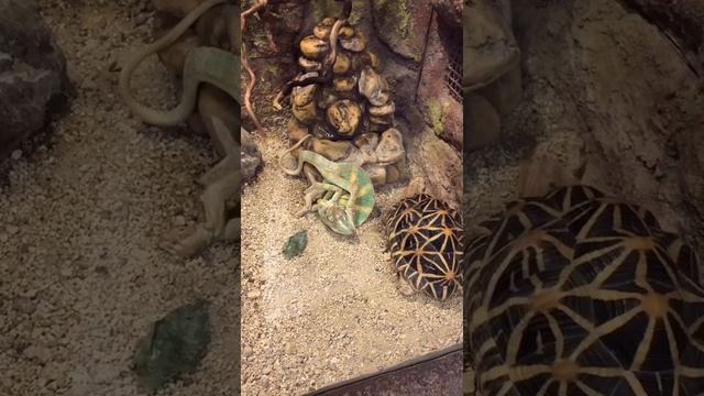 В мире животных/ Կենդանիների աշխարհում🐒🐊🐠🐇🐒 смотреть онлайн