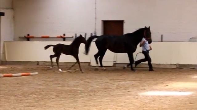 Grand Galaxy Win x Elite Sport Dressuur Negro смотреть онлайн