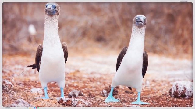 10 Удивительных Животных, о Существовании Которых вы Не Подозревали ! 2020 смотреть онлайн