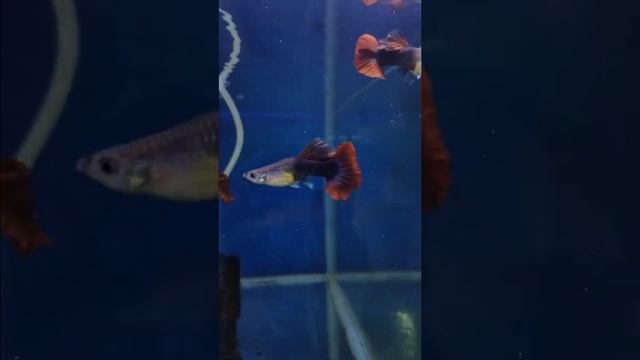 2020 Strain II HB Red Rose Cauli dorsal Guppy смотреть онлайн