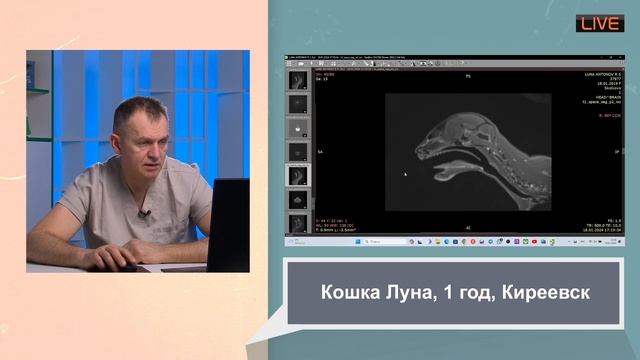 Вторичный гиперпаратиреоз кошки мясо не едят смотреть онлайн