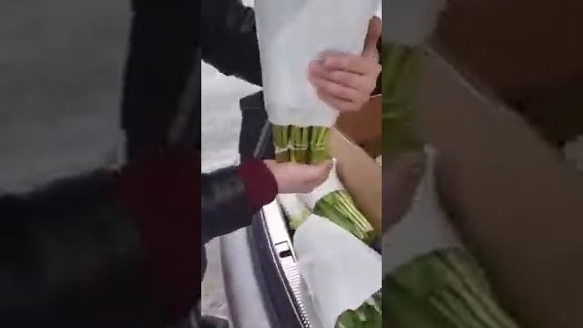 Тюльпаны Магнитогорск смотреть онлайн