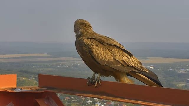 Птица, камера г. Лысьва смотреть онлайн