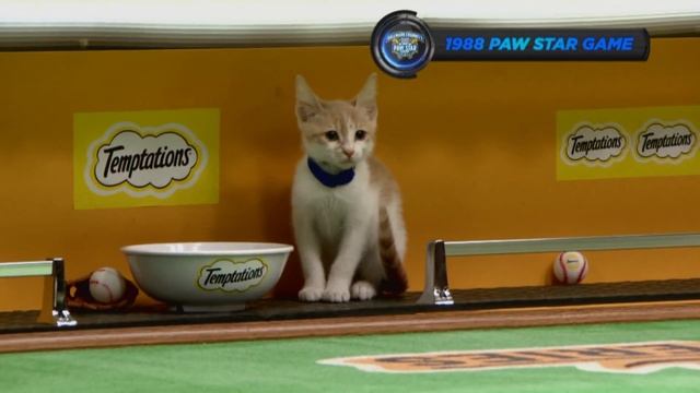 Cat Center: The Paw Star Game - Week 8 Update смотреть онлайн
