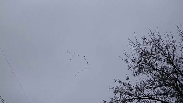 Три стаи диких гусей в небе над Кубанью 02.18