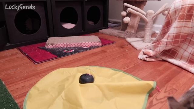 Cats For Cats To Watch - Cats For Dogs To Watch - EPIC 4 HOURS with sound! Cats Playing Cat Games смотреть онлайн
