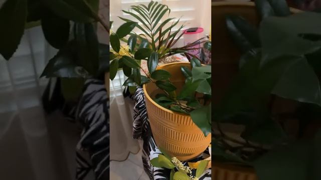 Bahariterra Laurel & Qarsherskiy Gardenia cuttings смотреть онлайн