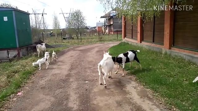 Продаются козочки и козлик. смотреть онлайн