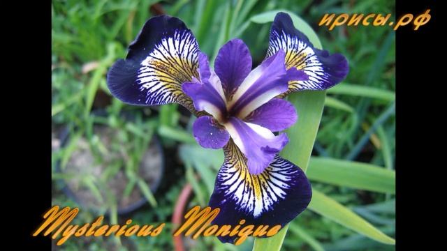 Небородатые ирисы Небесная синева смотреть онлайн