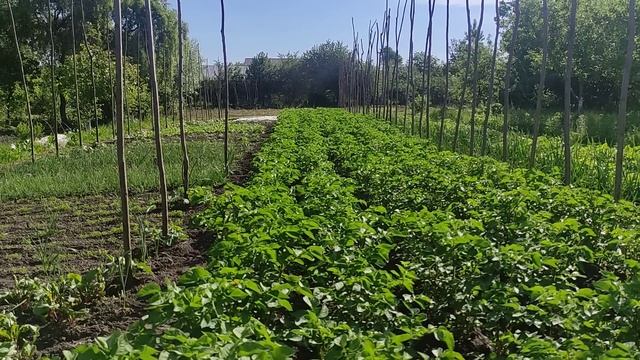 Ціни на ринку Великі Копані. Порівняння цін з минулим роком. смотреть онлайн