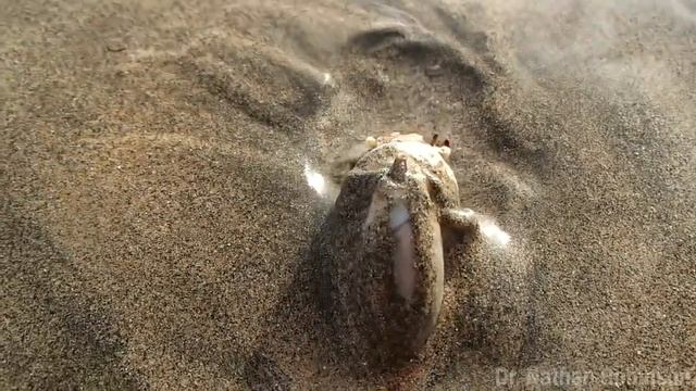 True Facts: Killer Surfing Snails смотреть онлайн