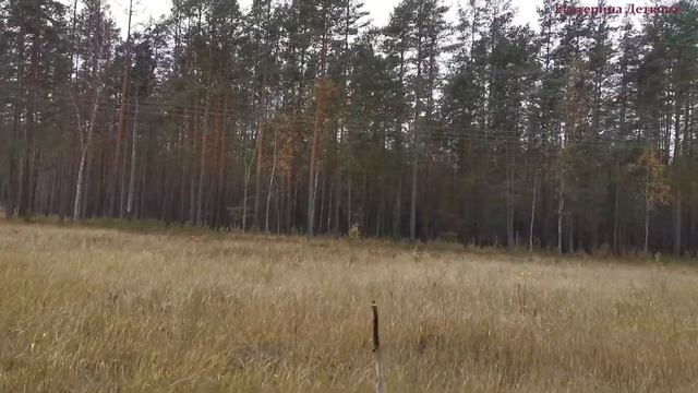 Прогулка по Лесу. Брянские Леса. Russian nature. БЕРЕГИТЕ ПРИРОДУ! смотреть онлайн