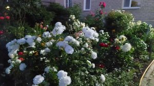 Как создать красивый розарий.