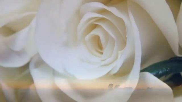 Букет белых роз смотреть онлайн