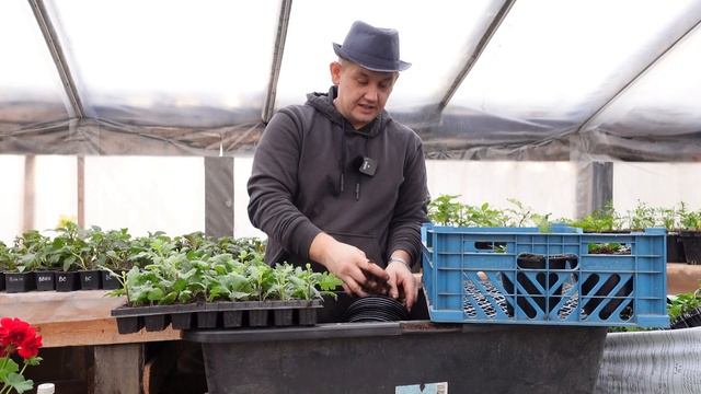 Хризантема горшечная с ретердантами. Хризантема к 8 марта. смотреть онлайн