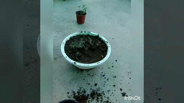 silver baby tears (pilea glauca) care & propagation смотреть онлайн
