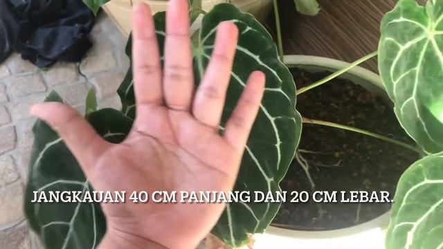 Antara Pokok Hiasan yang MAHAL!! смотреть онлайн