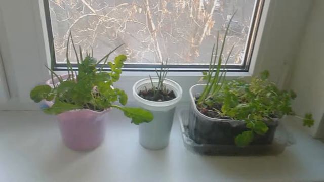 ?Зелень круглый год Огород на подоконнике!