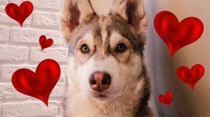 Я ВЛЮБИЛСЯ (Хаски Бублик) Говорящая собака