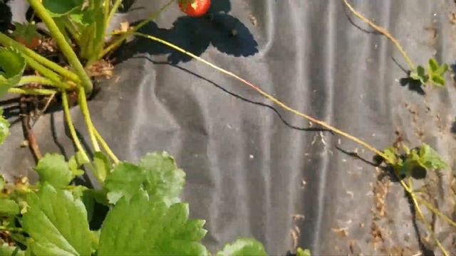 Арабелла. земляника вкуснятина?? смотреть онлайн