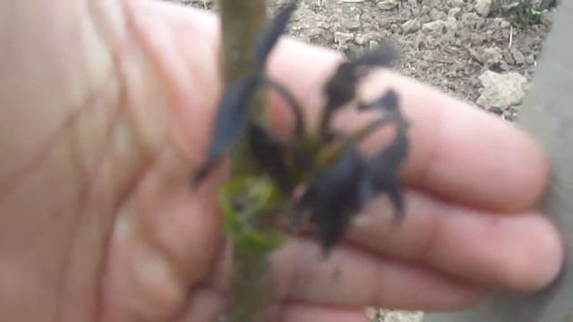 Грецкий орех.Последствия после майских заморозков. смотреть онлайн