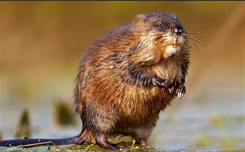 Ондатра проверила поплавок))) #shorts смотреть онлайн