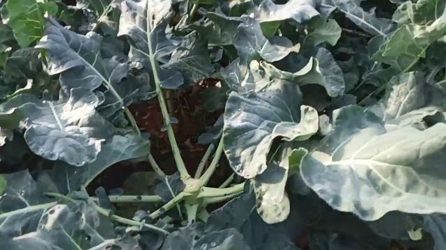 Украли Капусту Брокколи с 19 на 20 октября смотреть онлайн