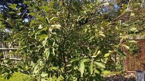 Яблоня Грушовка Московская. Сорту более 200 лет , актуален ли сейчас?