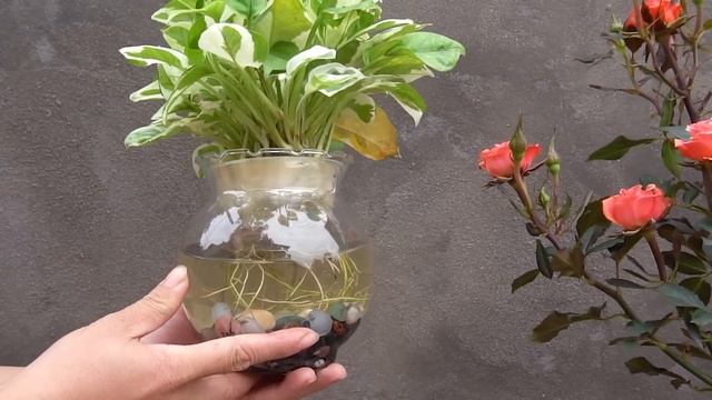 Propagation of Marble Queen from branches,Create beautiful potted plant to dispel stress and fatigu смотреть онлайн