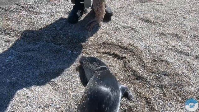 ОСВОБОЖДЕНИЕ КАСПИЙСКОГО ТЮЛЕНЯ ИЗ СЕТИ