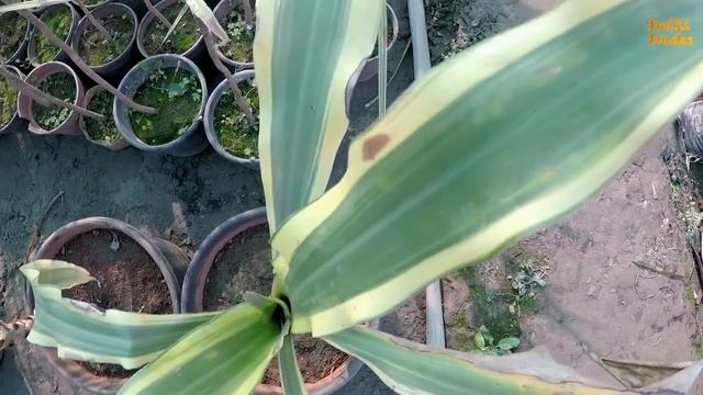 Dracaena Marginata Care Instructions Price: How to Select Nursery Plants Dracaena Marginata смотреть онлайн