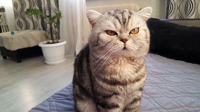 Наш любимый котик! смотреть онлайн