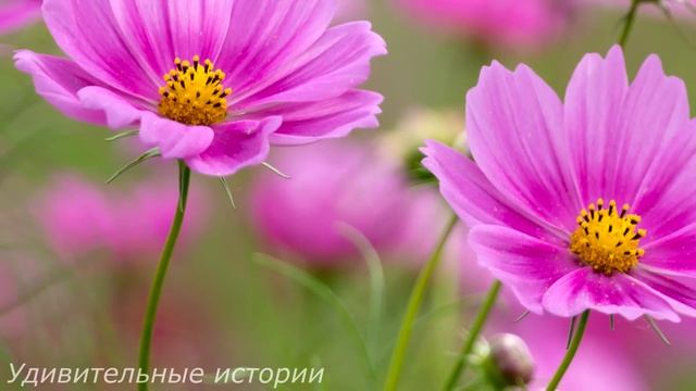Бросив мужа, Марина уехала с сумками к любовнику в другой город. Но тихо открыв ключом его дверь... смотреть онлайн