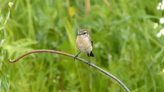 Черноголовый чекан .. ( Stonechat..) смотреть онлайн