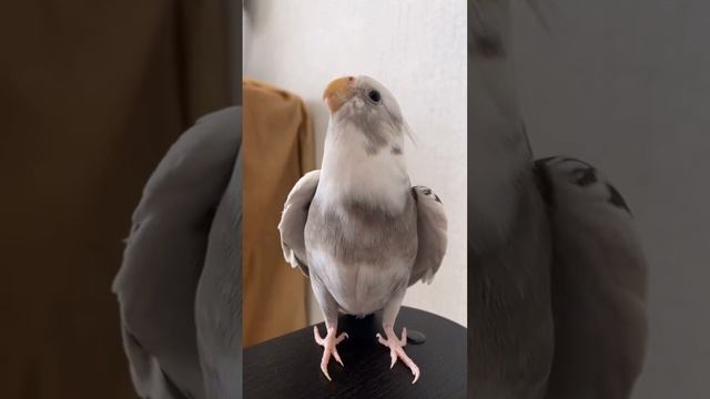 #calopsita #cockatiel #parrot #попугай #birds #корелла #животные смотреть онлайн