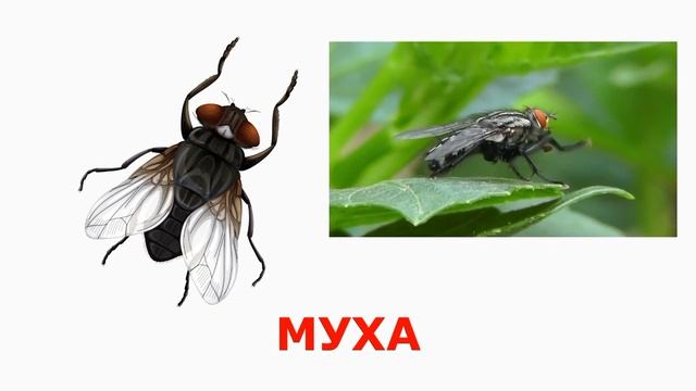 Окружающий мир 1 класс смотреть онлайн