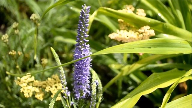 Цветок вероника. Вероника колосистая цветение