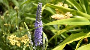 Цветок вероника. Вероника колосистая цветение