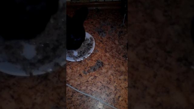 Французский бульдог смотреть онлайн
