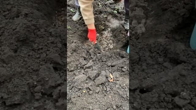 Посадка пиона смотреть онлайн