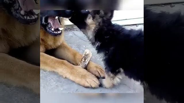 Грибы копы!! смотреть онлайн