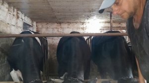 # ГОЛШТИНСКИЕ БЫЧКИ# Замер молочных бычков.?