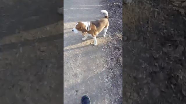 Гром в лесу с банкой смотреть онлайн