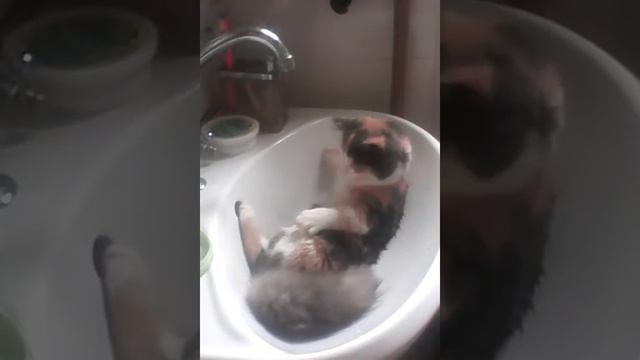 Кошка сама моется угар!!! смотреть онлайн